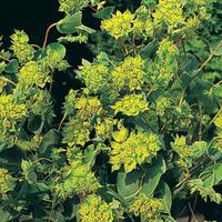 Bupleurum rotundifolium \'Green Gold\' - 1 packet (100 bupleurum rotundifolium seeds)