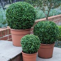 Buxus sempervirens (Large Plant) - 2 x 30cm potted buxus plants