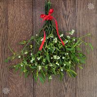 Bunch of Fresh Real Mistletoe - 10 sprigs