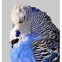Budgie 6 by Philip Gatward