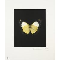 Butterfly - Portrait - Reveal By Damien Hirst