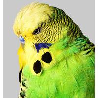 Budgie 3 by Philip Gatward