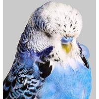 Budgie 4 by Philip Gatward