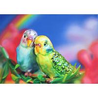 Budgie Love By Sarah Graham