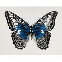 Butterfly Blue By Rose Corcoran