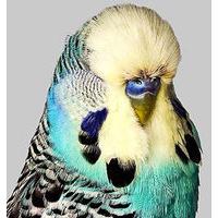 Budgie 5 by Philip Gatward