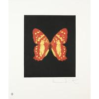 butterfly portrait emerge by damien hirst