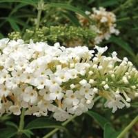 buddleia white profusion 1 plant 9cm pot