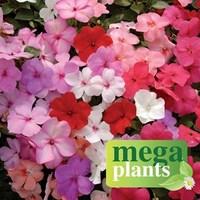 busy lizzie impatiens jigsaw 12 mega plants