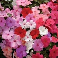 Busy Lizzie (Impatiens) Jigsaw 24 Large Plants