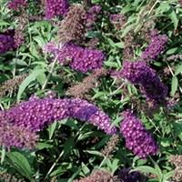 buddleia nanho purple 1 plant 9cm pot