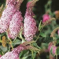 Buddleia Pink Delight 1 Plant 3 Litre