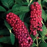 buddleia royal red 1 plant 3 litre