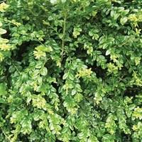 Buxus sempervirens (Box) 1 Plant 9cm pot