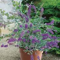 Buddleja Buzz® \'Lavender\' - 2 buddleja plug plants