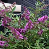 Buddleia Free Petite Dark Pink 2 Pre-Planted Containers