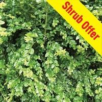 Buxus sempervirens (Box) 1 Plant 9cm pot