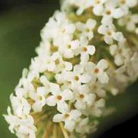 Buddleja Buzz® \'Ivory\' - 1 buddleja plug plant