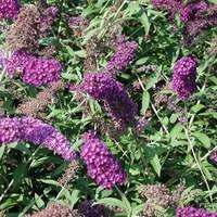 buddleia nanho purple 3 plants 3 litre