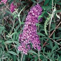 buddleia nanho blue 3 plants 9cm pot