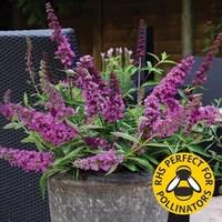 Buddleia Free Petite Tutti Fruitti 1 Pre-Planted Container