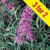 Buddleia Nanho Blue 3 Plants 3 Litre