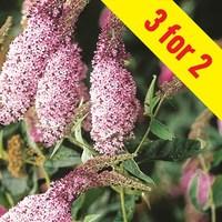 Buddleia Pink Delight 3 Plants 9cm pots