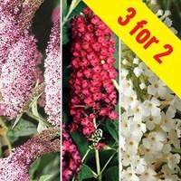 buddleia collection 3 plants 9cm pot