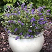 Buddleja \'Blue Chip\' (Large Plant) - 1 buddleja plant in 3.5 litre pot