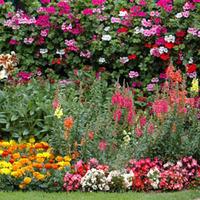 Bumper Annual Bedding Collection - 72 summer bedding plug plants - 6 of each variety