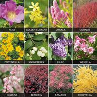 Bumper Shrub Collection - 12 bare root plants - 1 of each variety