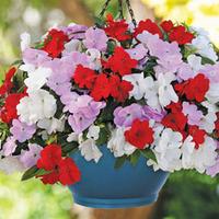 busy lizzie divine islander new guinea pre45planted hanging basket 1 p ...