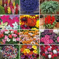 Bumper Annual Bedding Collection - 72 plug plants - 6 of each variety