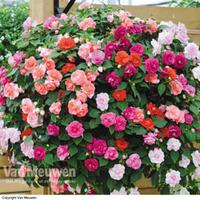 Busy Lizzie \'Musica Collection\' - 10 impatiens plug plants