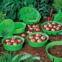 Bulb Baskets - 10 bulb baskets