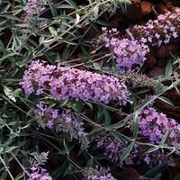 Buddleia Free Petite Lavender 2 Pre-Planted Containers