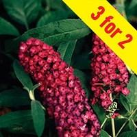 buddleia royal red 3 plants 3 litre