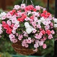 Busy Lizzie Pink Pastel 70 Ready Plants