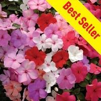 Busy Lizzie Jigsaw 70 Ready Plants