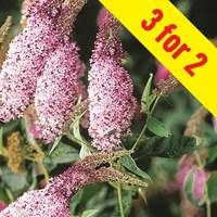 Buddleia Pink Delight 3 x Plants in 9cm pots