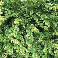 buxus sempervirens box 1 plant 9cm pot