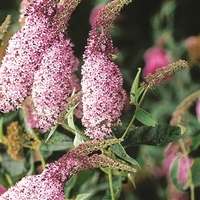 Buddleia davidii Pink Delight 1 Plant 9cm Pot