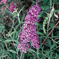 Buddleia davidii Nanho Blue 1 Plant 9cm Pot