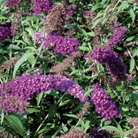 buddleia nanho purple 1 plant 3 litre