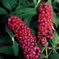 buddleia davidii royal red 1 plant 3 litre