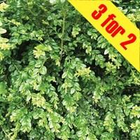 buxus sempervirens box 3 plants 9cm pot