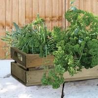 Bushel Box with 6 Jumbo Herb Plants + FREE 5L Compost
