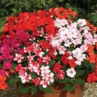 busy lizzie double delux double flowering 12 x 9cm