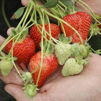 Bumper Pack of 20 Everbearing Strawberry Trayplants