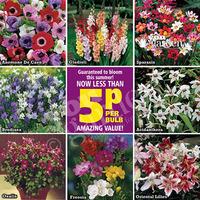 Bumper Pack of 200 Summer Flowering Bulbs